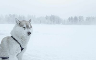 Lapponia Finlandese: diario di viaggio